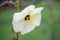 Aibika Abelmoschus manihot, close-up of flower